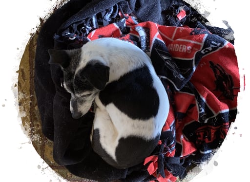 A white dog with big black spots resting on the red blanket.